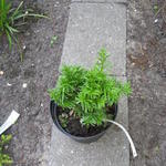 Taxus baccata 'Green Diamond' - Venijnboom