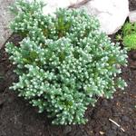 Chamaecyparis thyoides 'Blue Rock' - Witte ceder,Atlantische witte ceder