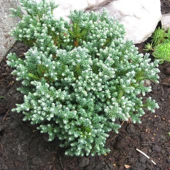 Chamaecyparis thyoides 'Blue Rock'