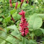 Persicaria amplexicaulis - Duizendknoop