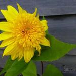 Helianthus 'Happy Days' - Zonnebloem