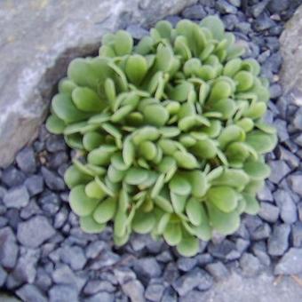 Limonium bellidifolium