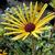 Rudbeckia subtomentosa 'Henry Eilers'