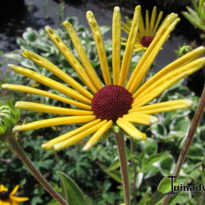 Zonnehoed - Rudbeckia subtomentosa 'Henry Eilers'