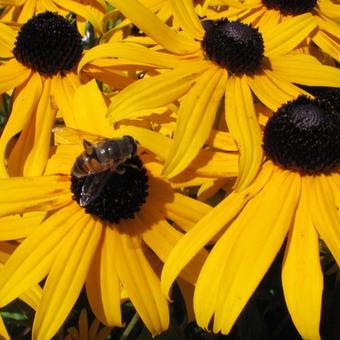 Rudbeckia fulgida var. sullivantii 'Goldsturm'