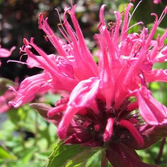 Monarda didyma 'Pink Lace'