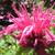 Monarda didyma 'Pink Lace'