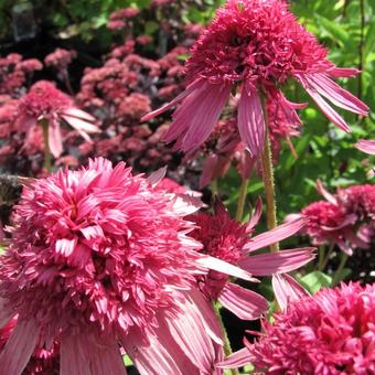 Echinacea purpurea 'Pink Double Delight'