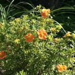 Potentilla fruticosa 'Red Ace' - Struikganzerik