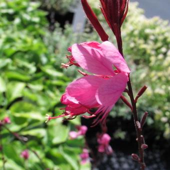 Gaura lindheimeri 'Siskiyou Pink'