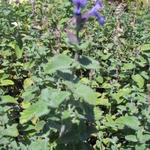 Nepeta 'Early Bird' - Kattekruid