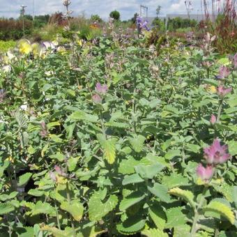 Nepeta 'Early Bird'