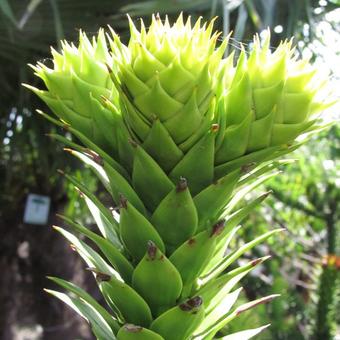 Araucaria araucana