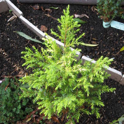 Jeneverbes - Juniperus communis 'Gold Cone'