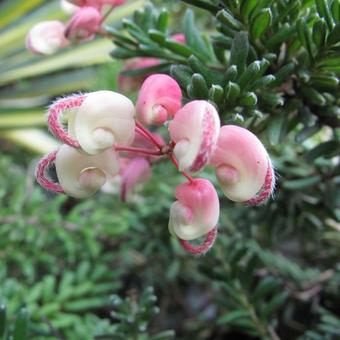 Grevillea rosmarinifolia 'Jenkinsii'