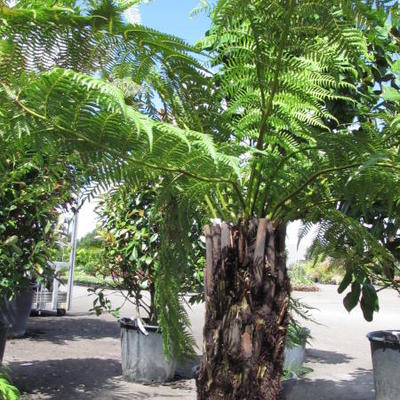 Tasmaanse boomvaren - Dicksonia antarctica