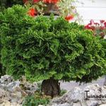 Chamaecyparis obtusa 'Dainty Doll' - Schijncipres