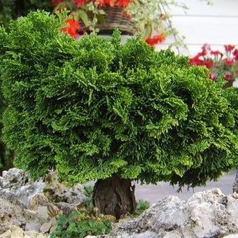 Chamaecyparis obtusa 'Dainty Doll'