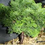 Chamaecyparis obtusa 'Tonia' - Schijncipres