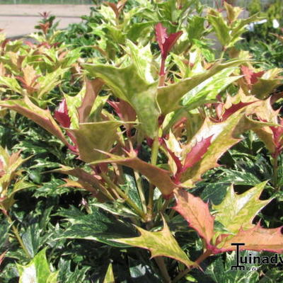 Osmanthus heterophyllus 'Goshiki' - Schijnhulst