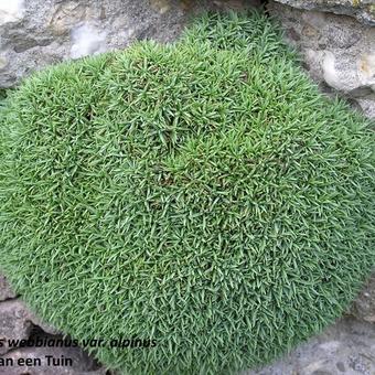 Dianthus webbianus var alpinus