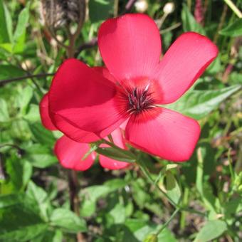 Linum grandiflorum var. rubrum