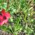 Linum grandiflorum var. rubrum