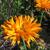 Calendula officinalis