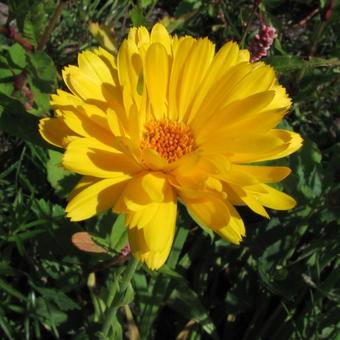 Calendula officinalis