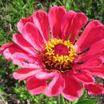 Zinnia angustifolia x elegans - Zinnia