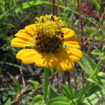 Zinnia