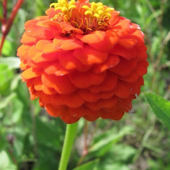 Zinnia