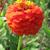 Zinnia