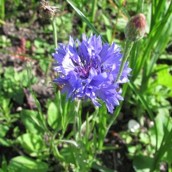 Centaurea cyanus