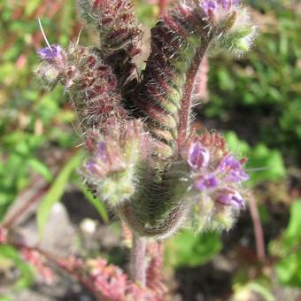 Phacelia tanacetifolia