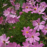 Cosmos bipinnatus 'SONATA Pink' - Cosmos