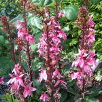 Lobelia x speciosa 'FAN Cinnabar Rose' - Lobelia