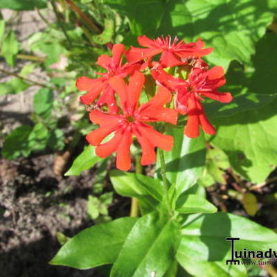 Brandende liefde - Lychnis chalcedonica