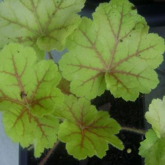 Heuchera 'Electra'