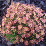 Coreopsis 'Little Penny' - Meisjesogen