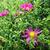 Aster dumosus ISLAND 'Bahamas'