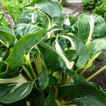 Hosta 'Oreo Cream'