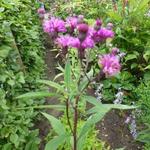 Vernonia crinita 'Elephant' - Venonia