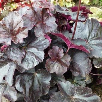 Heuchera 'Binoche'