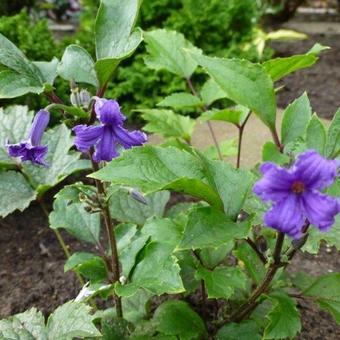 Clematis tubulosa