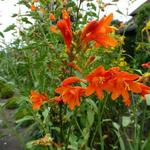 Crocosmia x crocosmiiflora 'Babylon' - Montbretia