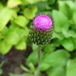 Cirsium ciliatum - Geharde distel