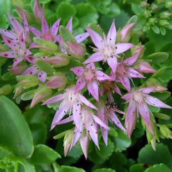 Sedum spurium