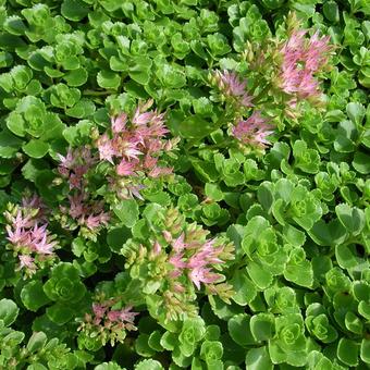 Sedum spurium