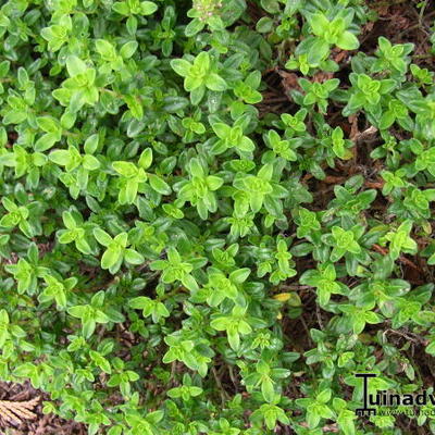 Citroentijm - Thymus x citriodorus 'Aureus'